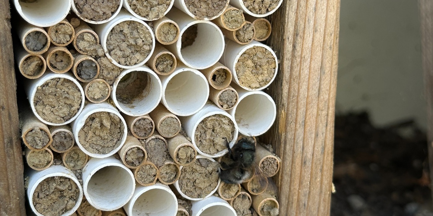 A bee beside paper nesting tubes and mud-capped entrances in Steve’s garden
