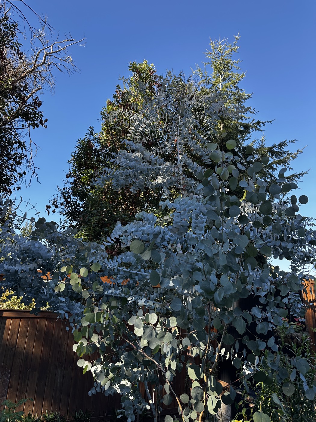 Steve's seed-grown eucalyptus tree
