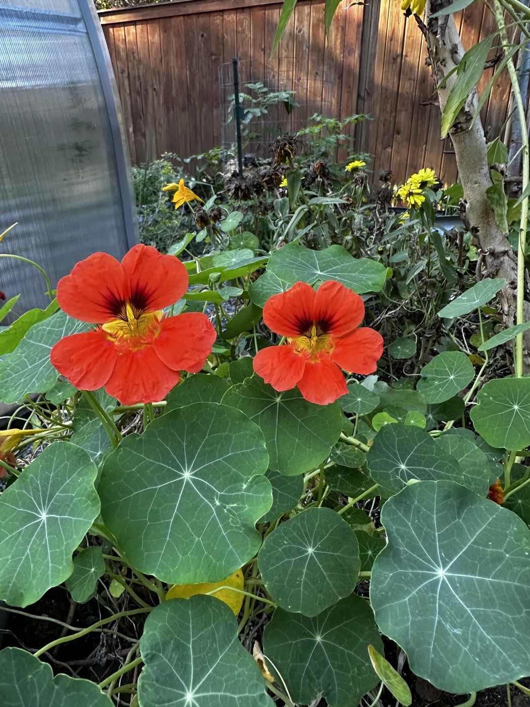 Colourful flowers beside Steve's greenhouse