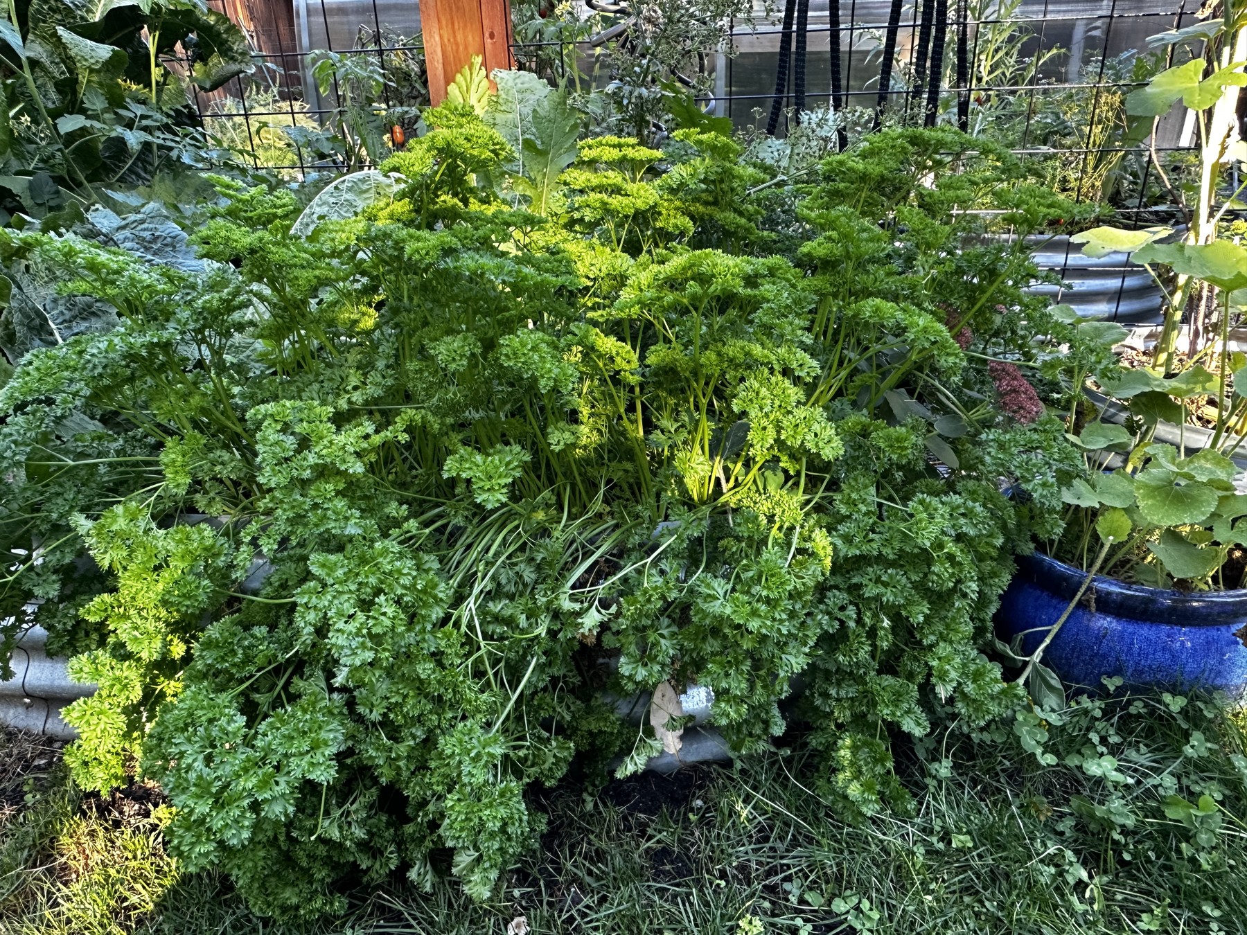 Container planting in Steve's garden