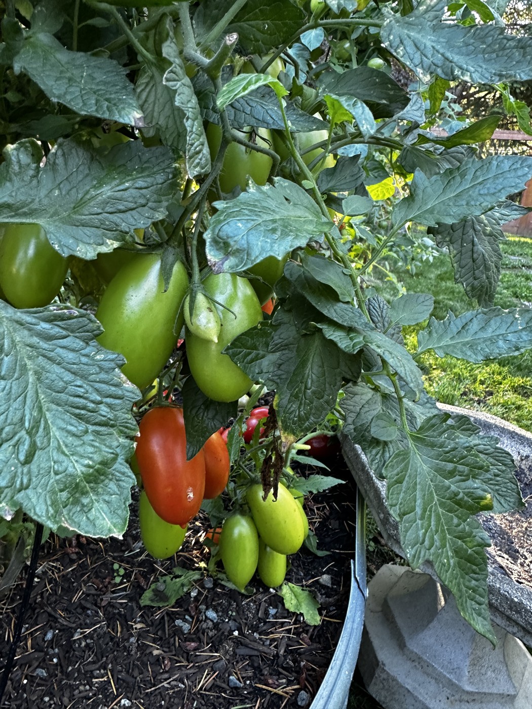 Tomatoes in Steve's garden